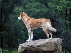 Dingo australischer Hund